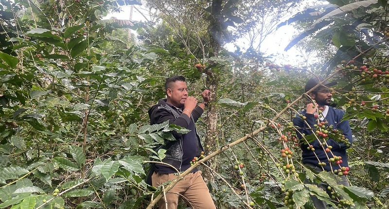 Coffee farm in Chiapas